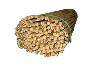 Tyczki bambusowe 150cm, średnica 12-14mm (100 szt)
